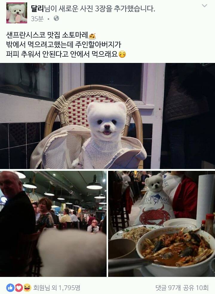 오늘자 달리로 보는, 견주 입장에서의 서양권 부러운 문화 중 하나.jpg | 인스티즈