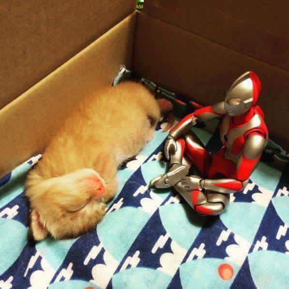 냥이 돌보는 울트라집사.jpg | 인스티즈