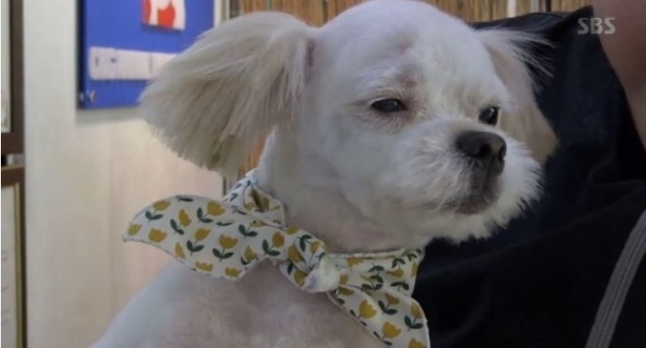 이유없는 강아지 학대 | 인스티즈