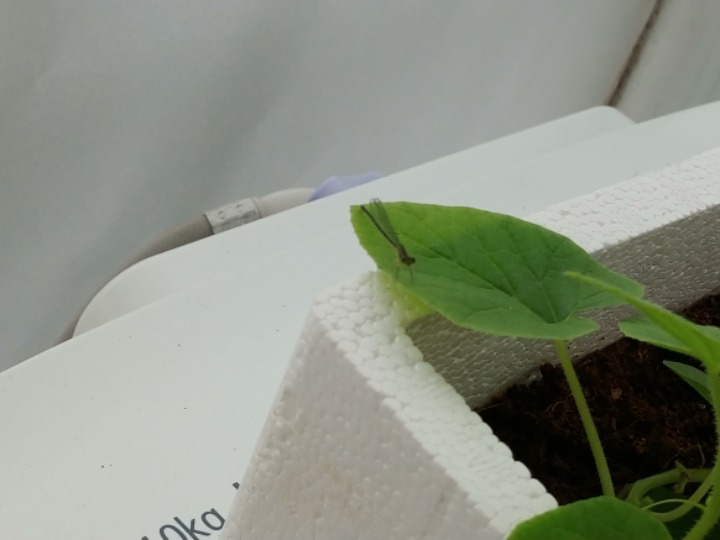 천연 에프킬라(요리스 클릭금지) | 인스티즈