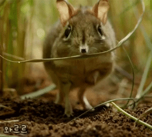 코끼리땃쥐 | 인스티즈