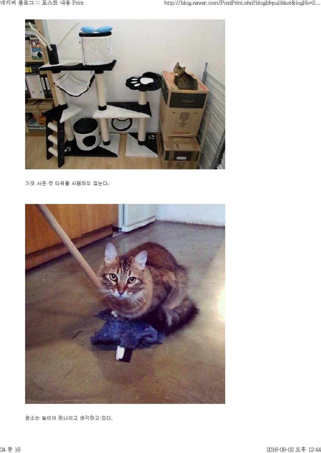 고양이와 함께 산다는것 | 인스티즈