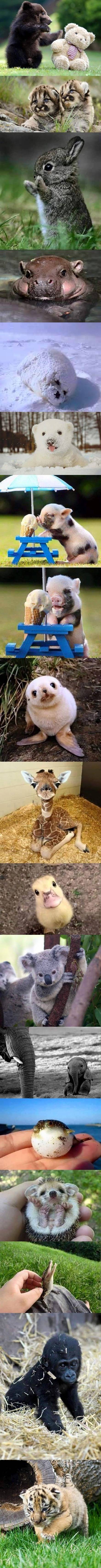 아기동물들(심쿵주의) | 인스티즈