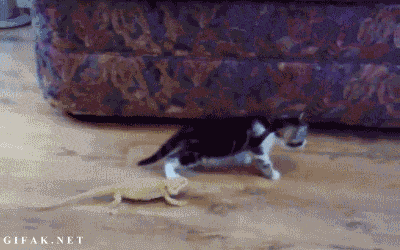 이구아나 처음본 고양이 | 인스티즈