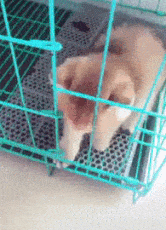 고양이는 액체다 | 인스티즈