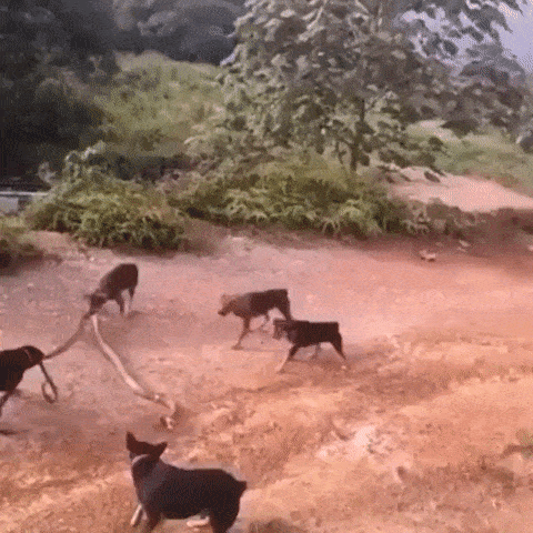 코브라 잡는 강아지들.gif | 인스티즈