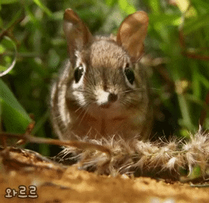 코끼리땃쥐 | 인스티즈