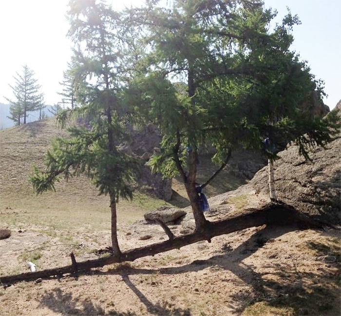 죽기를 거부하는 질긴 생명력 | 인스티즈