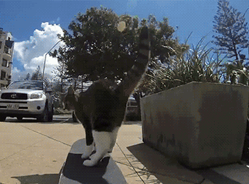 도도한 바보들 | 인스티즈