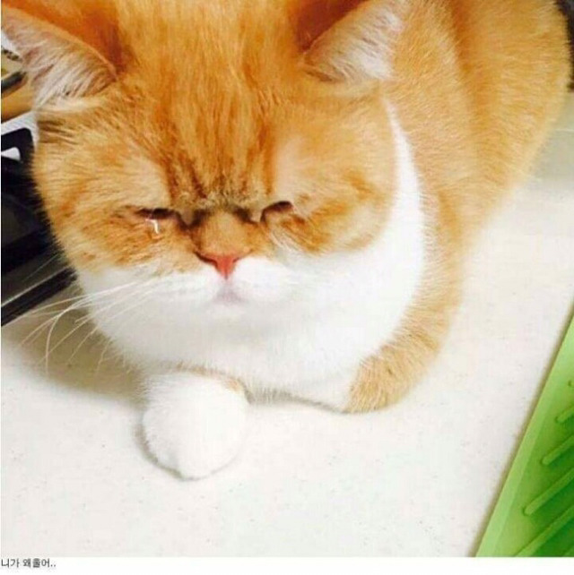 도련님이 저를 좋아한대요 제발 도와주세요... | 인스티즈