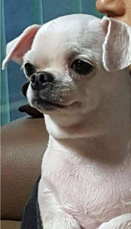 친구들이 우리 개 백종원 닮았다고 놀린다.. | 인스티즈