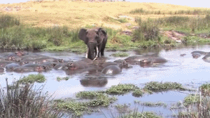 영역 침범에 민감하다는 하마.gif | 인스티즈