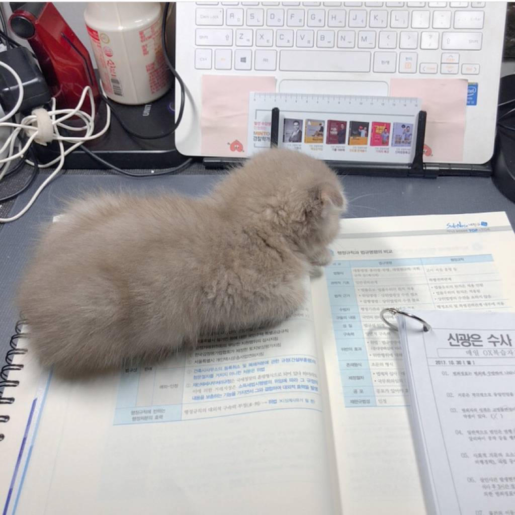 공시생 공부 방해하는 고양이.jpg | 인스티즈