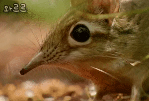 코끼리땃쥐 | 인스티즈