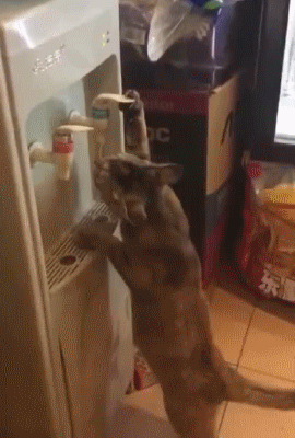 물마시는 냥이들 | 인스티즈