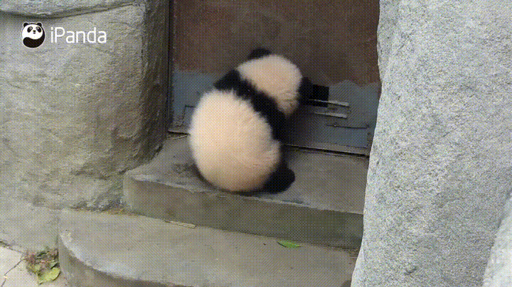 아기 판다 많이 해 본 모양이긔 ㅋㅋㅋ | 인스티즈