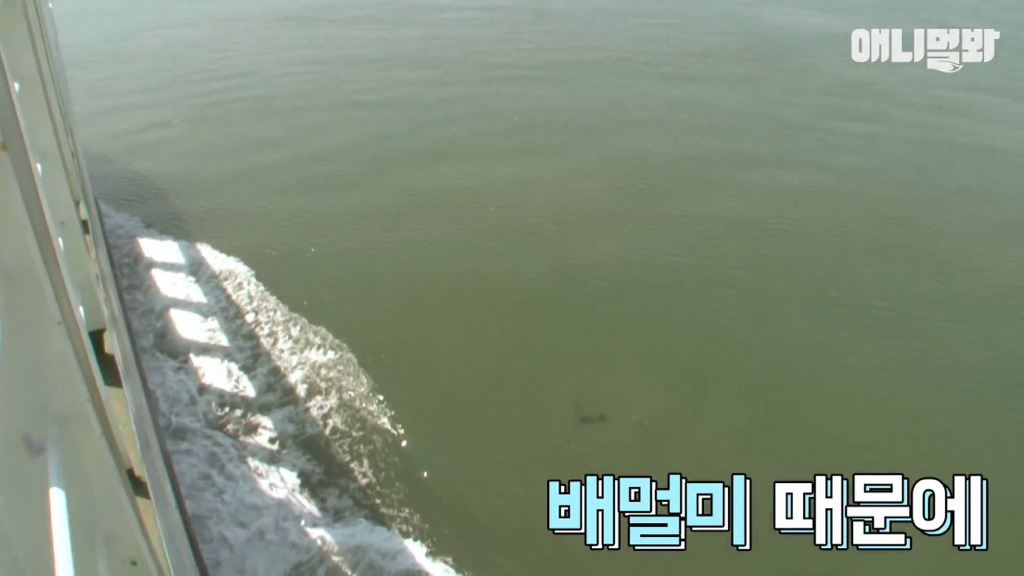 혼자 버스타고 지인 만나러 가는 강아지 상연이.jpg | 인스티즈