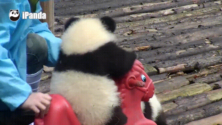 아기 판다 많이 해 본 모양이긔 ㅋㅋㅋ | 인스티즈