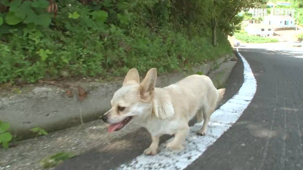 혼자 버스타고 지인 만나러 가는 강아지 상연이.jpg | 인스티즈