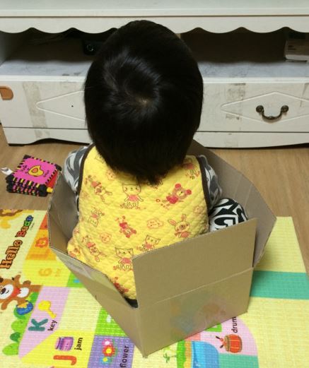고양이들이 가지고 있는 상자 바이러스 | 인스티즈