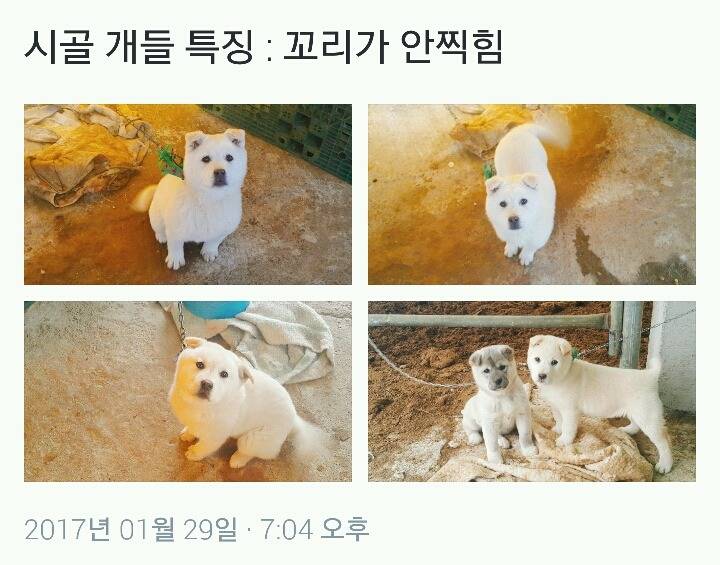 시골 개들 특징.jpg | 인스티즈