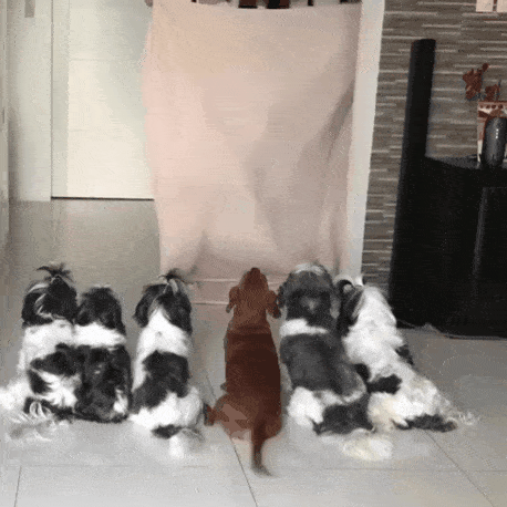 사라지는 마술을 본 댕댕이들.gif | 인스티즈