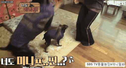 나도 미니핀이라구!! | 인스티즈