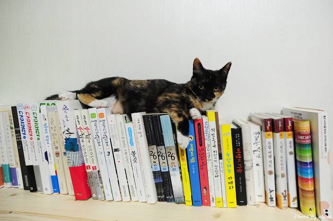 길에서 한번 쯤 마주쳤던 고양이 코 리 안 숏 헤 어! | 인스티즈