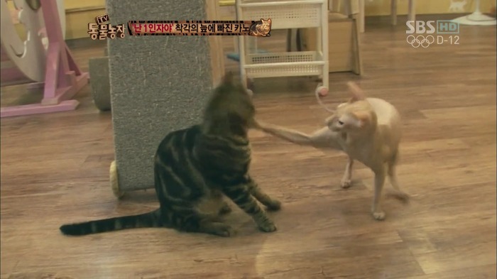 흥미로운 고양이들의 세계 | 인스티즈