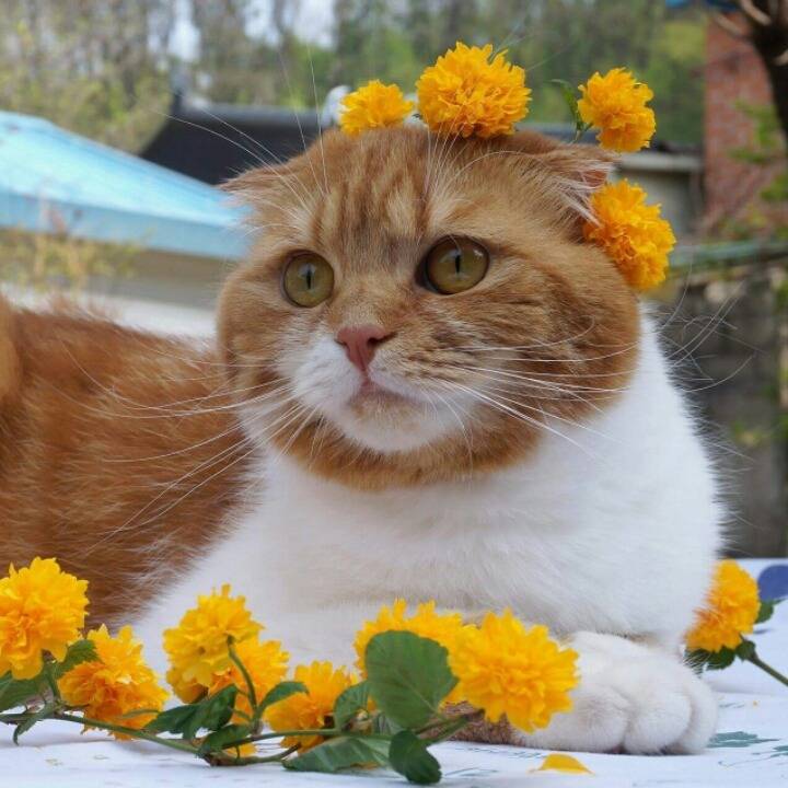 집사의 발냄새에 절레절레.gif | 인스티즈