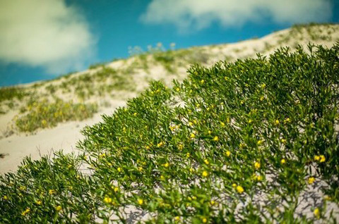 세계에서 가장 건조한 사막에 폭우가 내렸다.jpg | 인스티즈