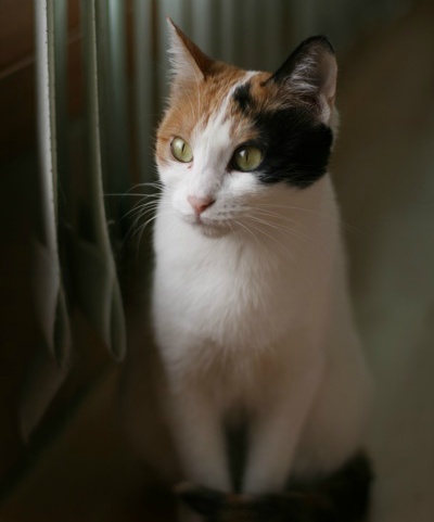 길에서 한번 쯤 마주쳤던 고양이 코 리 안 숏 헤 어! | 인스티즈