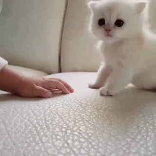 아가와_아가냥.gif | 인스티즈