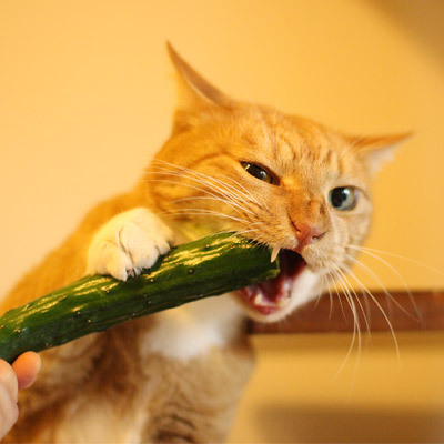 고양이에게 오이를 줘보자! | 인스티즈