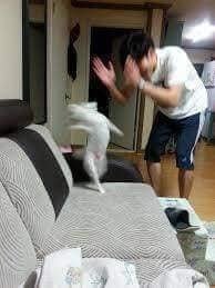 강아지 기분 업 시키는 방법.dog | 인스티즈