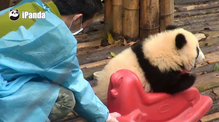 아기 판다 많이 해 본 모양이긔 ㅋㅋㅋ | 인스티즈