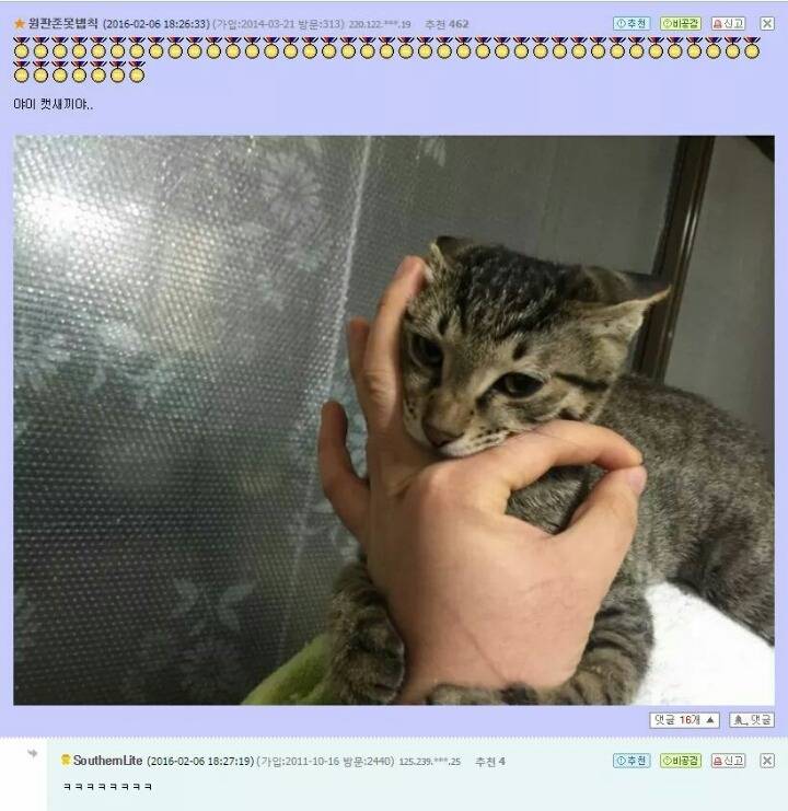 고양이앞에서 손가락 고리를 만들면.jpg | 인스티즈