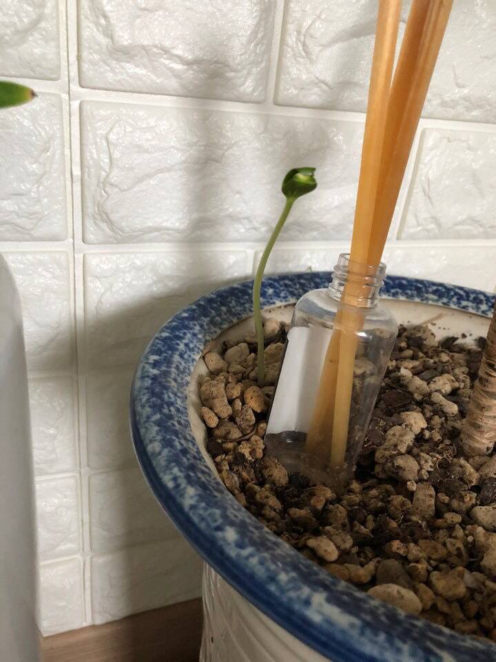 [판] 화분에 수박씨 버렸는데 싹이났어요 | 인스티즈