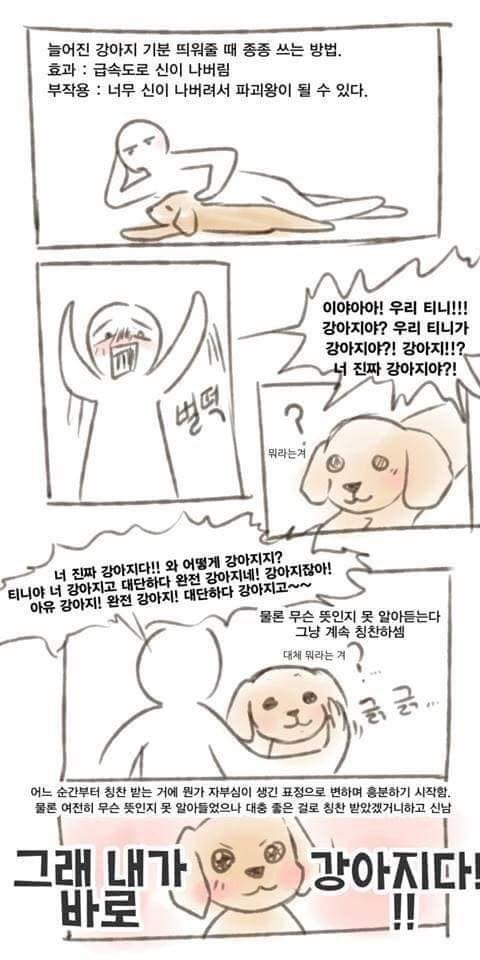 강아지 기분 업 시키는 방법.dog | 인스티즈