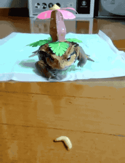 이상해꽃.gif | 인스티즈