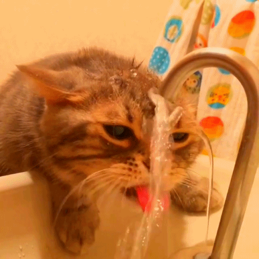 물마시는 냥이들 | 인스티즈