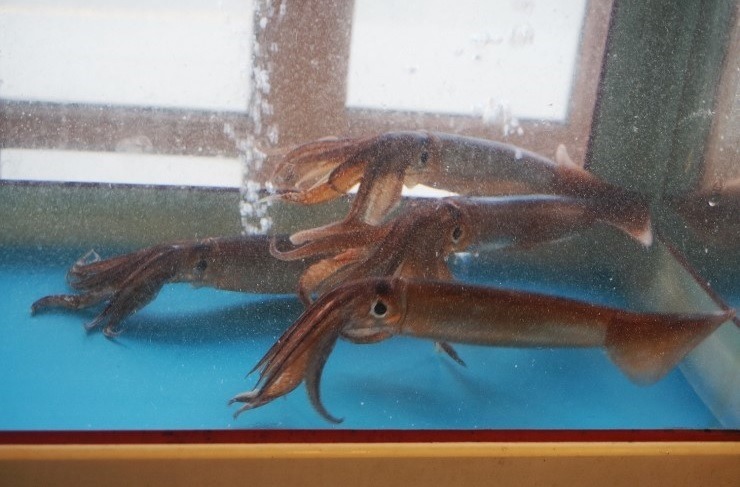 100억받고 장사안되는 오징어횟집서 하루버티기 vs 그냥살기 .jpg | 인스티즈