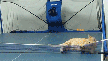 고양이 키우는 사람들이 들으면 상처받는 말들 | 인스티즈