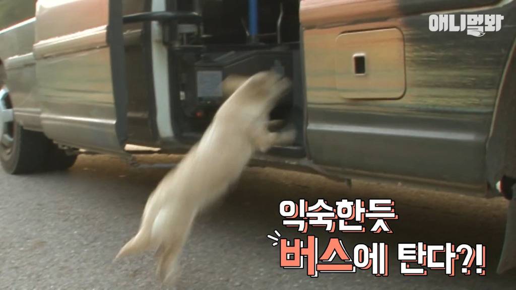 혼자 버스타고 지인 만나러 가는 강아지 상연이.jpg | 인스티즈