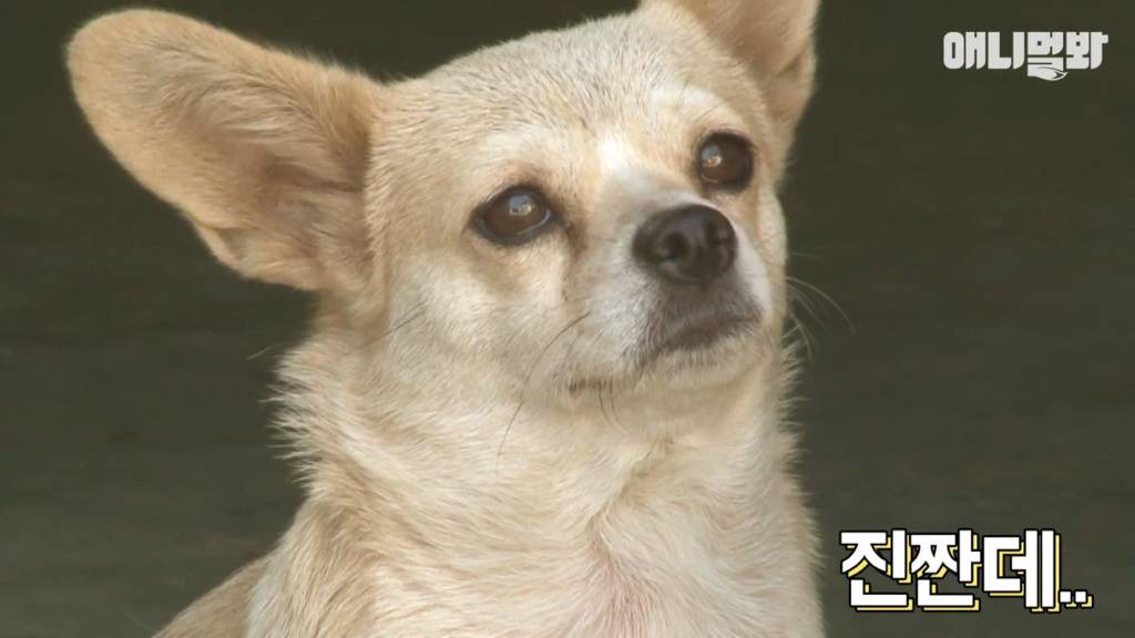 혼자 버스타고 지인 만나러 가는 강아지 상연이.jpg | 인스티즈