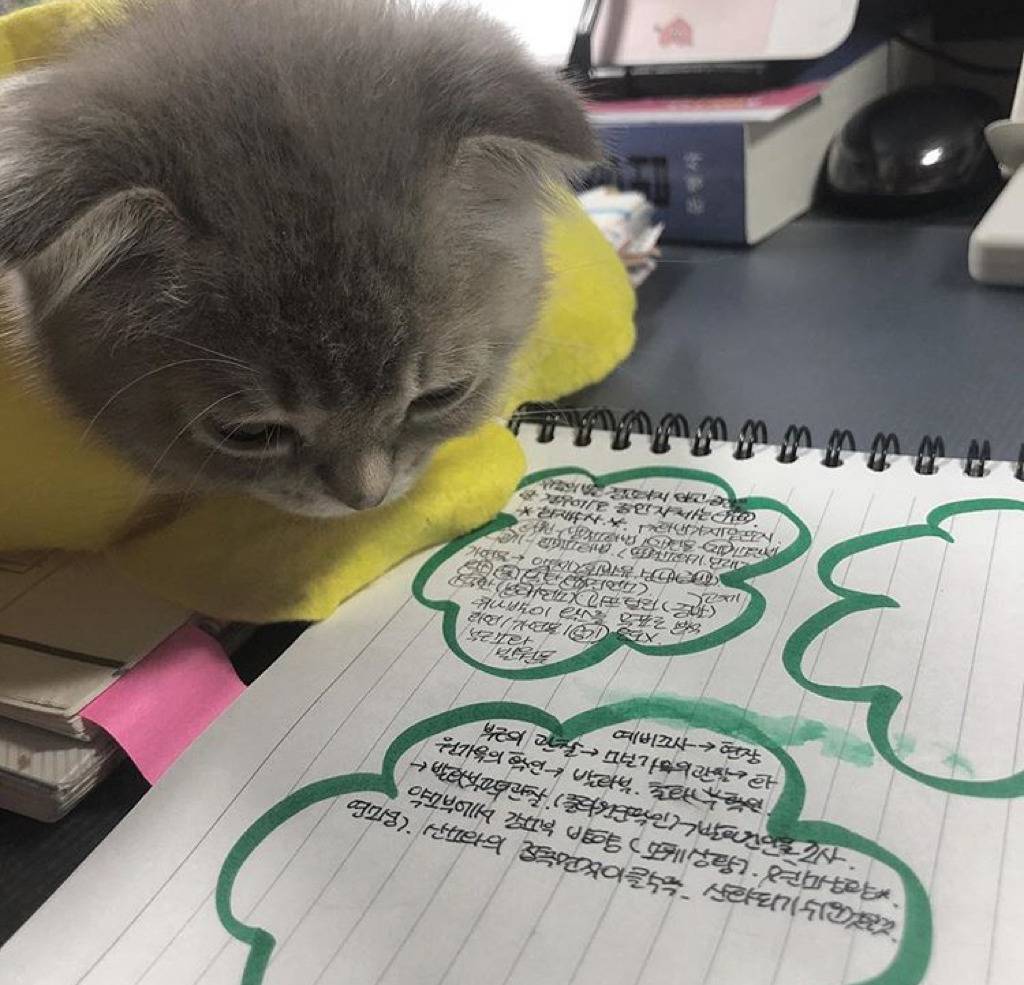 공시생 공부 방해하는 고양이.jpg | 인스티즈