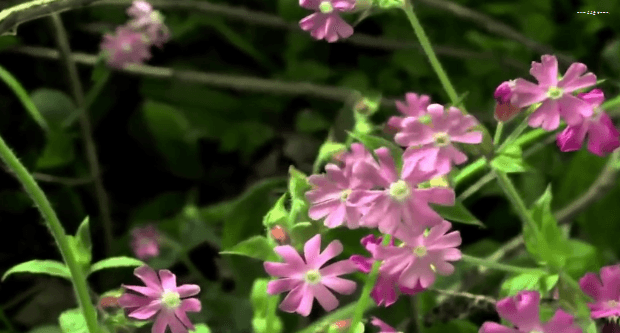 봄이 오면 볼 수 있는 모습 | 인스티즈