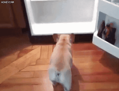 개팔자가 상팔자.gif | 인스티즈