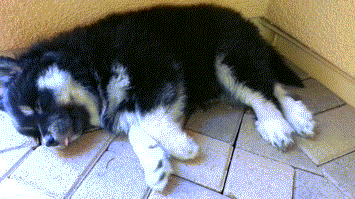 한국인들이 잘 모르는 곰돌이마냥 빵실히 털찐 강아지 | 인스티즈