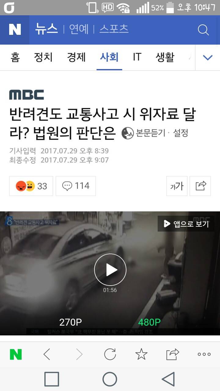 반려견도 교통사고 시 위자료 달라? 법원의 판단은 | 인스티즈